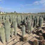 Kardón obrovský (Pachycereus pringlei) ´3v1´ - výška 140-160 cm, kont.C50L (-4°C) - STARÝ A VZÁCNY EXEMPLÁR 